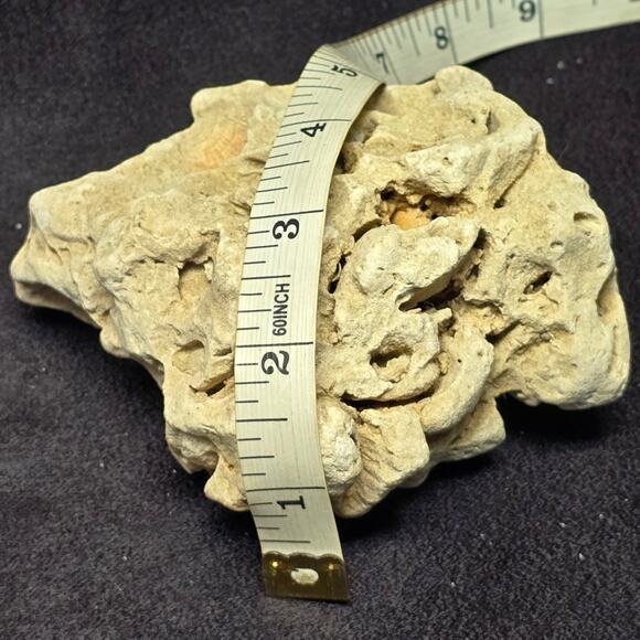 Genuine Fossilized Coral Reef Stone Ocean Coastal Home Decor Display Aqua - Picture 8 of 10